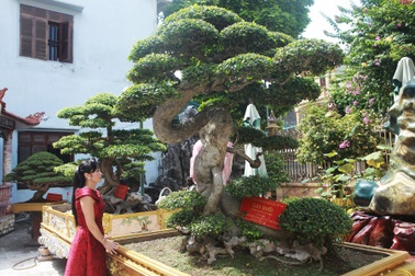 Chiêm ngưỡng cây duối cổ "độc nhất vô nhị", trả giá 14 tỷ đồng không bán