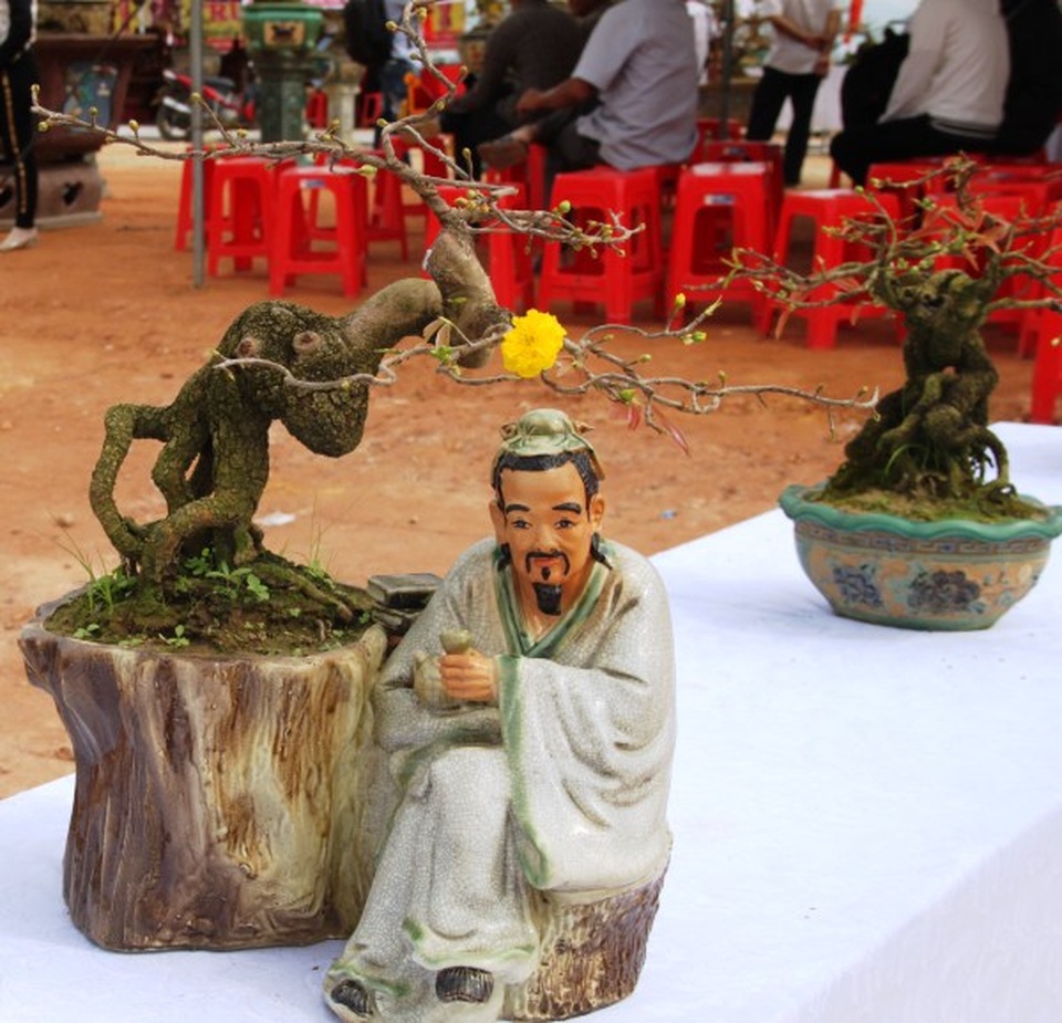 Mãn nhãn với những tuyệt phẩm “đại lão mai” ở Bình Định - 10 Mãn nhãn với những tuyệt phẩm “đại lão mai” ở Bình Định - 10