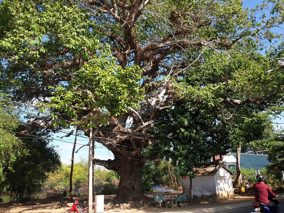 Ngôi nhà ẩn chứa 100 báu vật hiếm có khó tìm ở Việt Nam - 2 Ngôi nhà ẩn chứa 100 báu vật hiếm có khó tìm ở Việt Nam - 2