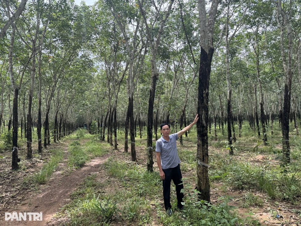 Bí quyết làm giàu của người đàn ông có cơ ngơi tiền tỷ giữa rừng cao su Đồng Nai - 5 Bí quyết làm giàu của người đàn ông có cơ ngơi tiền tỷ giữa rừng cao su Đồng Nai - 5