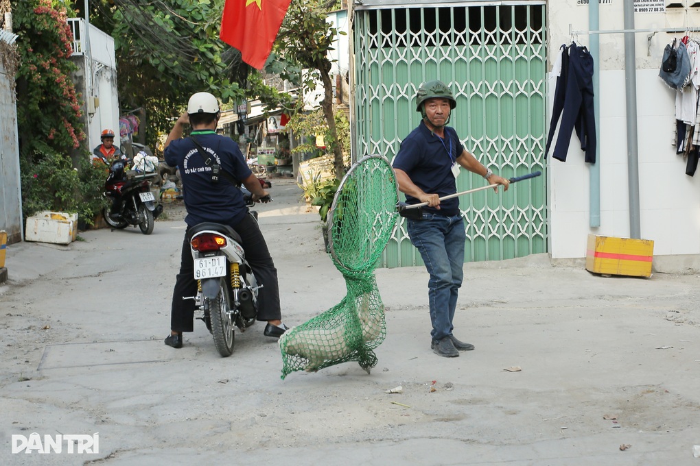 Người dân ở TPHCM phấn khởi khi mỗi tuần có 20 con chó chạy rông bị bắt - 1 Người dân ở TPHCM phấn khởi khi mỗi tuần có 20 con chó chạy rông bị bắt - 1