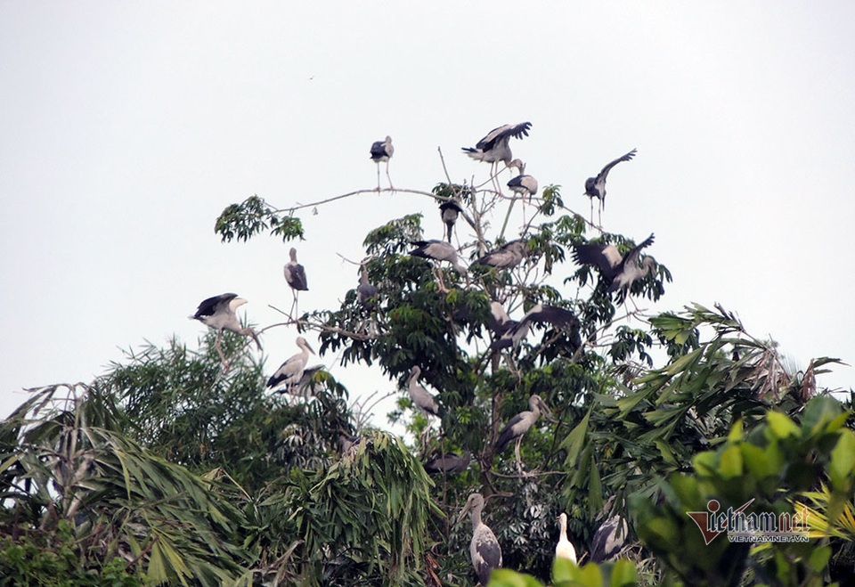 Kỳ lạ, vườn cây bỏ hoang của lão nông miền Tây có hàng nghìn con cò quý hiếm - 13