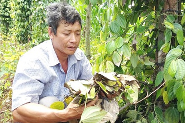 Dân khốn khổ vì "tiêu tặc" lộng hành