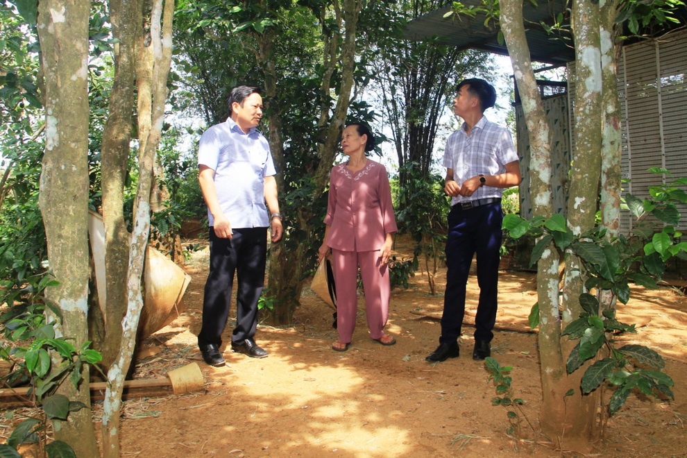 Vườn chè cổ thụ được gìn giữ như báu vật, trả tiền triệu mỗi gốc không bán - 1 Vườn chè cổ thụ được gìn giữ như báu vật, trả tiền triệu mỗi gốc không bán - 1