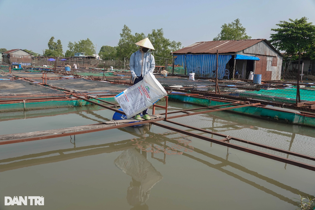 Cô giáo mầm non nghỉ việc về nuôi thủy quái sông Mekong - 3 Cô giáo mầm non nghỉ việc về nuôi thủy quái sông Mekong - 3