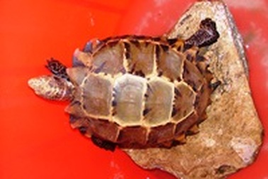 Hàng trăm người kéo đến đình làng xem "rùa thiêng"