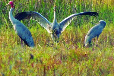 Vườn Quốc gia Cát Tiên bị từ chối công nhận di sản thiên nhiên thế giới 
