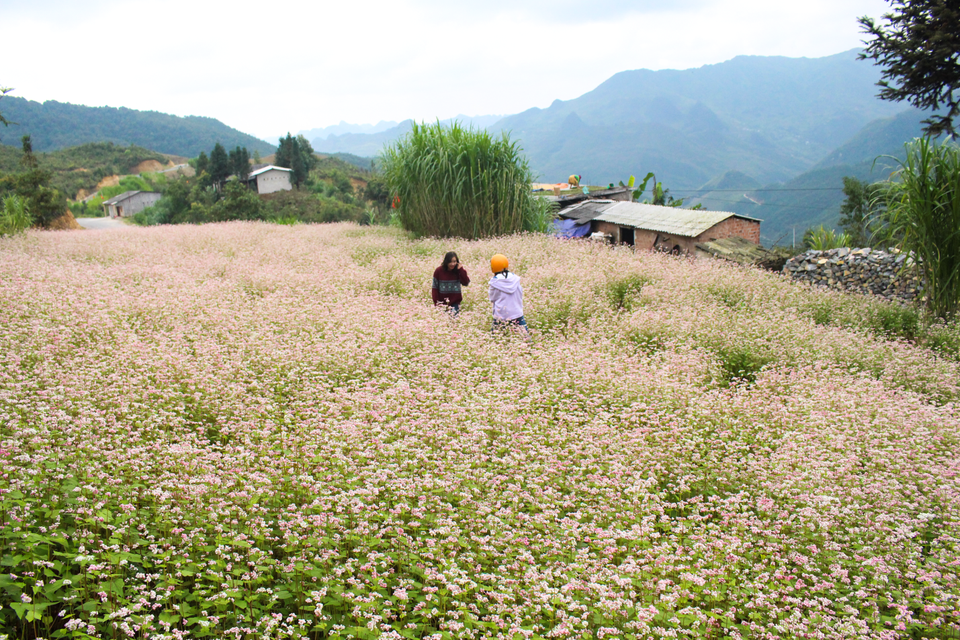 Tháng 10 về rủ nhau ngắm cánh đồng hoa tam giác mạch đẹp mê mải ở Hà Giang - 11