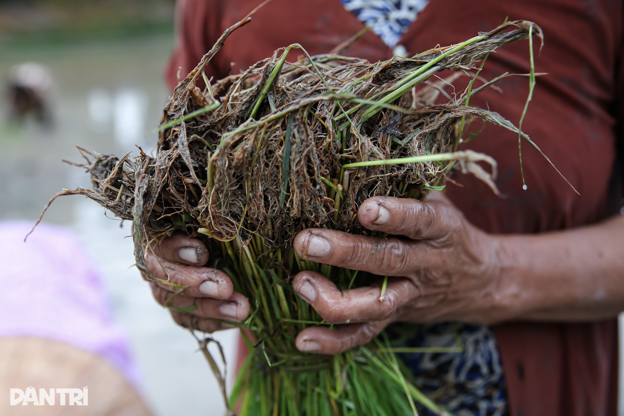 נזירים ואנשים מתמודדים עם הגשם כדי לשתול אורז כדי לחגוג את פסטיבל סנה דולטה של אנשי הקמר - 9 Sư thầy, người dân đội mưa cấy lúa mừng lễ Sene Dolta của đồng bào Khmer - 9
