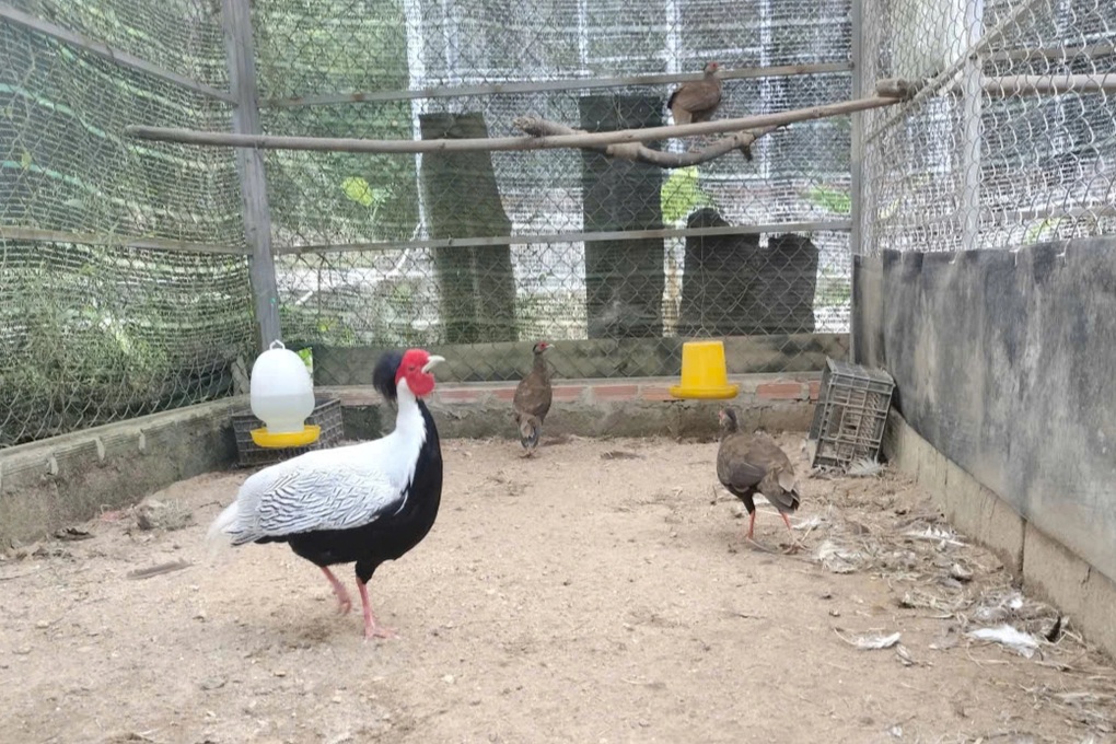 Nhân giống thành công nhiều cá thể gà lôi trắng - 2 Nhân giống thành công nhiều cá thể gà lôi trắng - 2