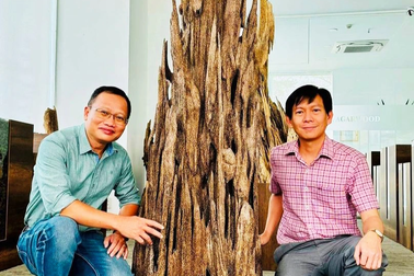 Đấu giá cây trầm hương cao 2m để hỗ trợ người dân về quê đón Tết