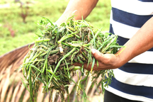 Các làng rau ở Hội An tan hoang sau mưa lớn