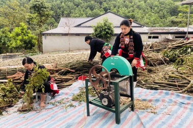 Thảo Dược Triệu Minh và kỳ vọng bảo tồn di sản y học cổ truyền người Dao