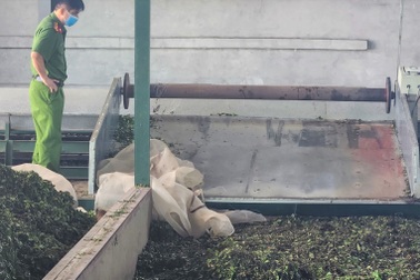 Nữ công nhân tử vong trong máy cuốn chè