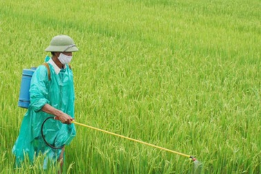 Nông dân gieo xuống đồng ruộng trên 120 nghìn tấn thuốc bảo vệ thực vật và phân hóa học mỗi năm
