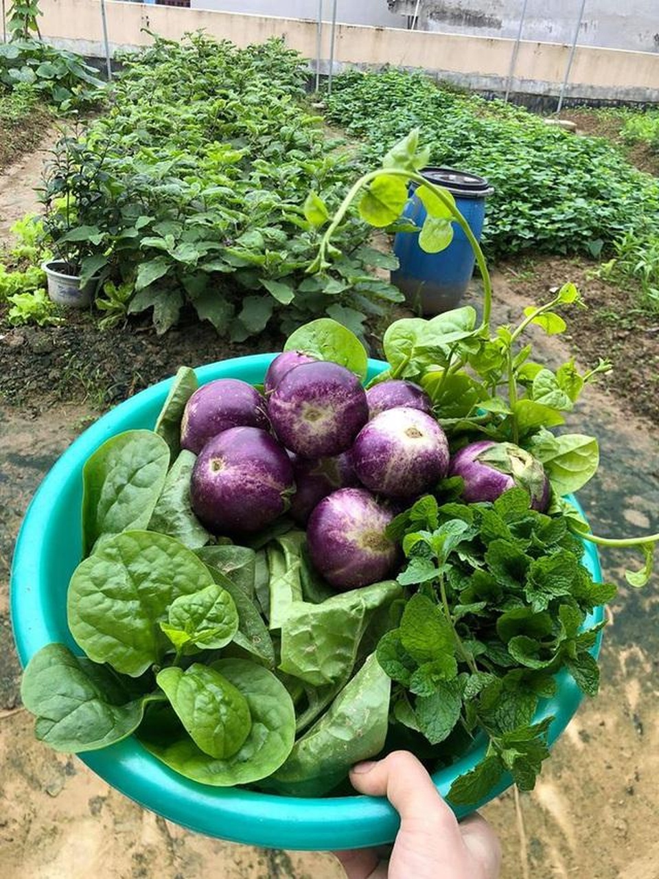 Bố mẹ Việt khoe “nông trại” sân thượng: Sáng hái rau, tối nhâm nhi cà phê - 10 Bố mẹ Việt khoe “nông trại” sân thượng: Sáng hái rau, tối nhâm nhi cà phê - 10