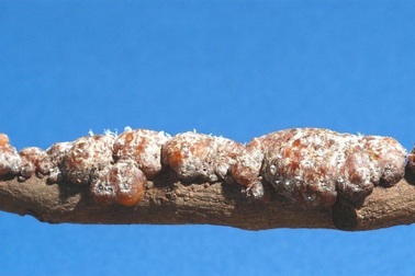 Chất thải kỳ dị của côn trùng, không ngờ là gia tài