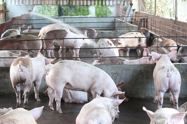 Vụ sử dụng chất tạo nạc trong chăn nuôi: Chuyển hồ sơ sang cơ quan công an xử lý