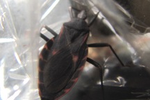 Bắt được bọ xít nghi hút máu người trong ký túc xá