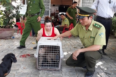 Khỉ đuôi lợn đi lạc vào vườn nhà dân kiếm ăn