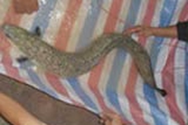 Bắt được cá chình nặng gần 7 kg