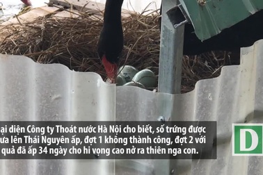 Ngắm đàn thiên nga đẻ 20 quả trứng ở hồ Thiền Quang - Hà Nội