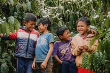 "Đẹp quên lối" mùa hoa cà phê nở trắng trời Tây Nguyên