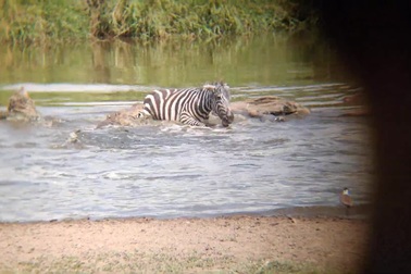 Ngựa vằn giành giật sự sống trước hàm cá sấu