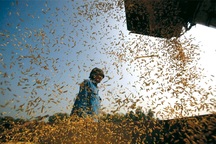 Vào TPP, lao động ngành nông nghiệp sẽ về đâu?