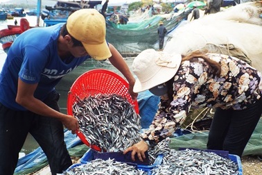 Ngư dân Nam Trung Bộ trúng đậm mùa cá cơm