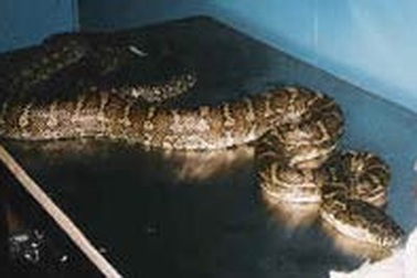 Trăn nằm trong toilet