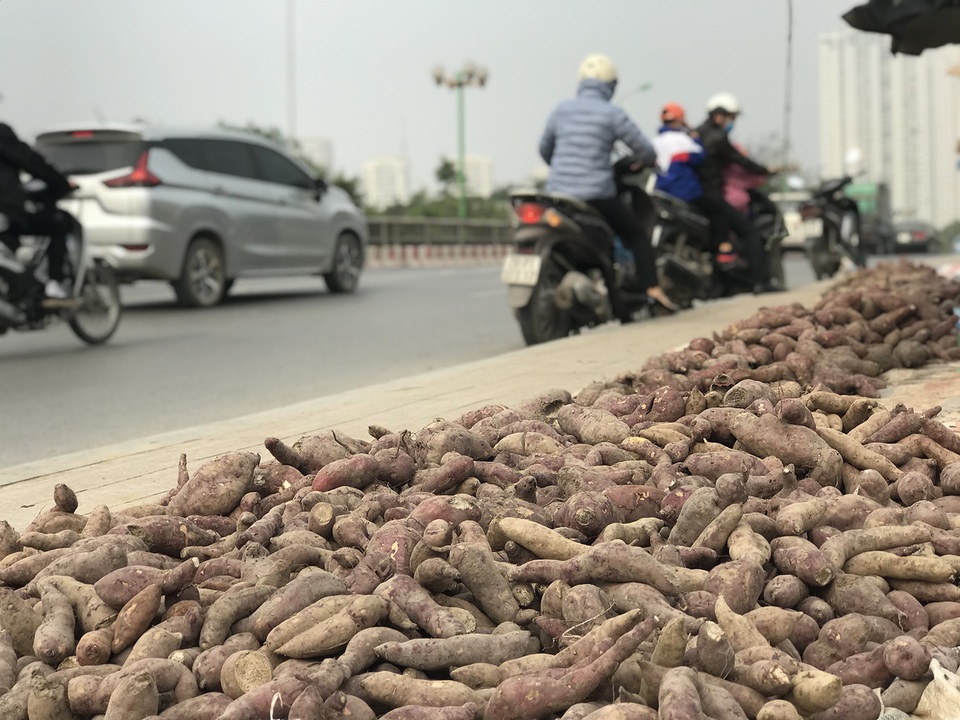 Hàng chục tấn khoai lang nằm la liệt, chờ giải cứu trên vỉa hè Hà Nội - 1 Hàng chục tấn khoai lang nằm la liệt, chờ giải cứu trên vỉa hè Hà Nội - 1