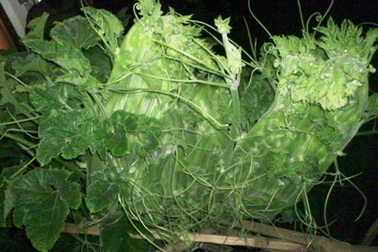 Nửa đêm kéo nhau đi xem cây bí hình rồng