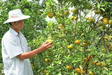 Lão nông với bí quyết giúp vườn quýt "chết đi sống lại", cho năng suất cao
