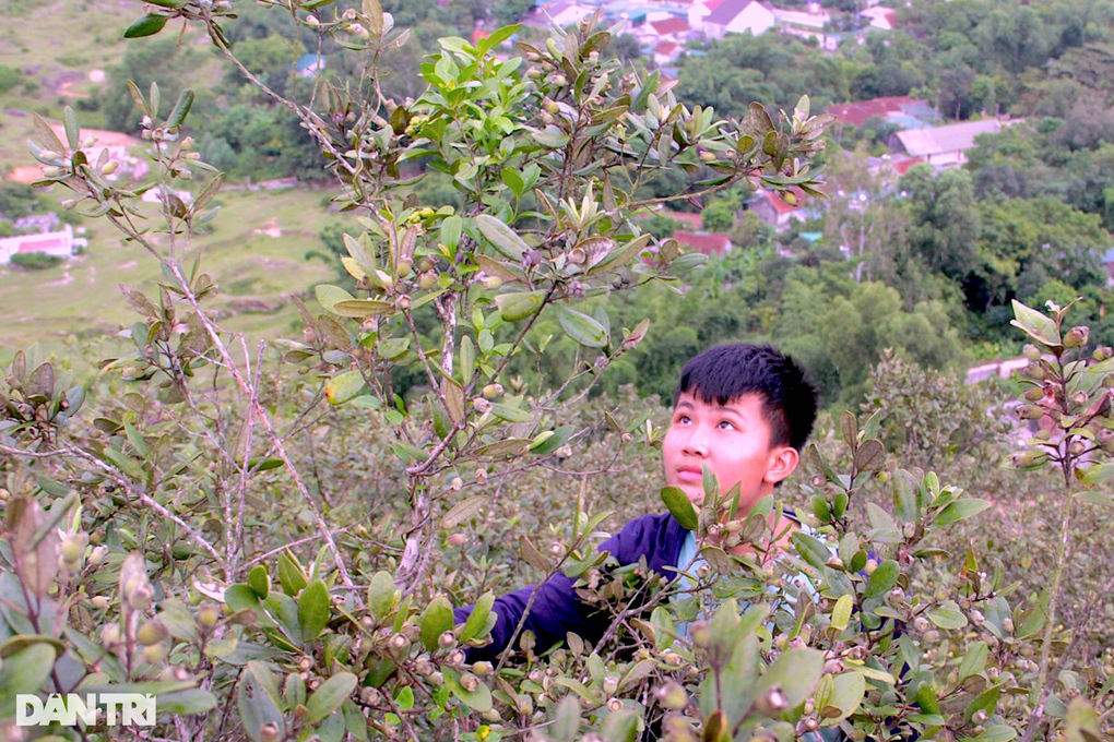 Thứ lộc trời màu tím lịm mang lại tiền triệu mỗi ngày cho nhà nông - 4 Thứ lộc trời màu tím lịm mang lại tiền triệu mỗi ngày cho nhà nông - 4