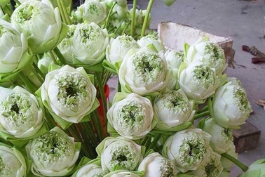 Sen quan âm đi máy bay ra Hà Nội, đổ mối vạn bông vẫn không đủ bán