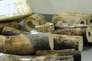 Phát hiện lượng lớn ngà voi tại cảng hàng không Tân Sơn Nhất