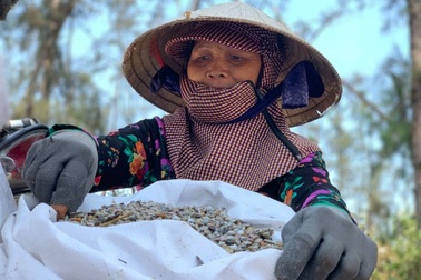 Bắt loài ốc óng ánh, ngư dân "bỏ túi" tiền triệu mỗi ngày