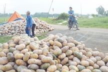 Bí đỏ đổ đống đầy đường, trâu bò ăn không xuể