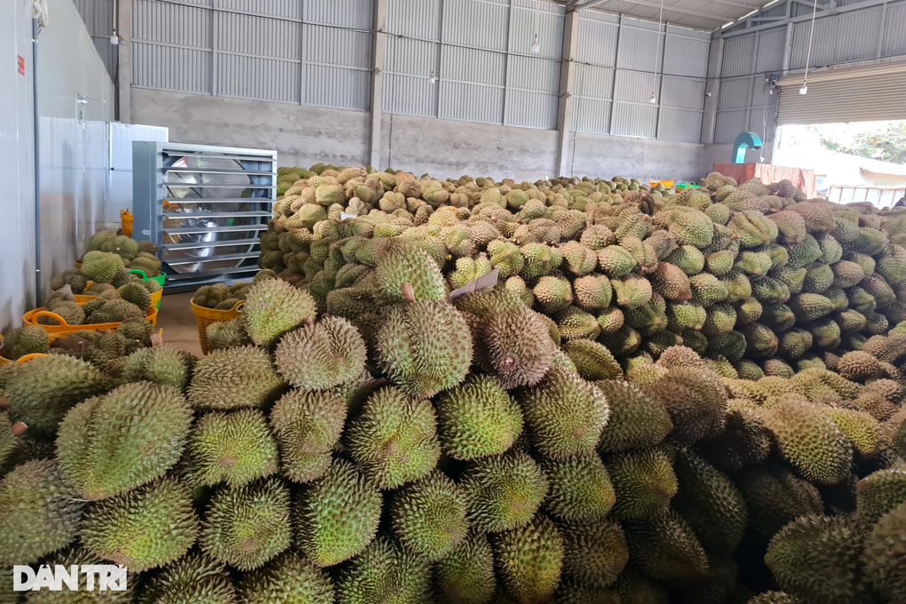 Điều tra vụ giả chữ ký chủ tịch xã để xuất khẩu sầu riêng - 2 Điều tra vụ giả chữ ký chủ tịch xã để xuất khẩu sầu riêng - 2