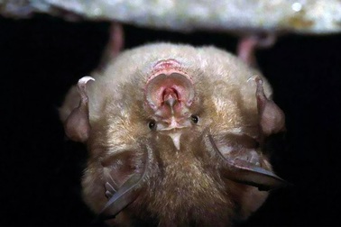 6 người Trung Quốc từng nhiễm virus Corona năm 2012?