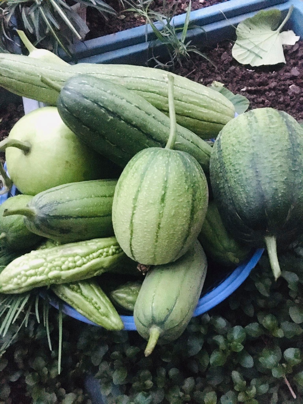 Khu vườn giao mùa toàn trái khủng của bà giáo về hưu ở Hà Nội - 9 Khu vườn giao mùa toàn trái khủng của bà giáo về hưu ở Hà Nội - 9