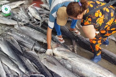 Ngư dân trúng đậm cá ngừ, lãi đậm hơn trăm triệu ngày giáp Tết