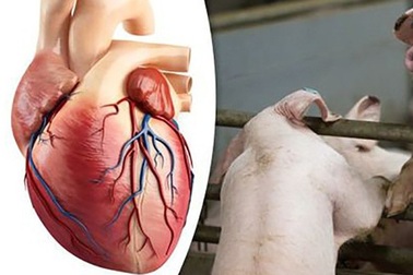 Khỉ đầu chó được ghép tim lợn sống sót khoẻ mạnh trong 6 tháng