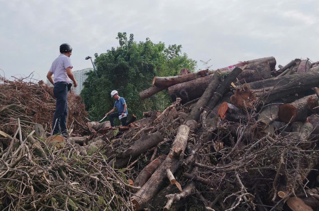 Đấu giá trực tuyến lô gỗ, củi thu được sau siêu bão Yagi ở Hà Nội - 1