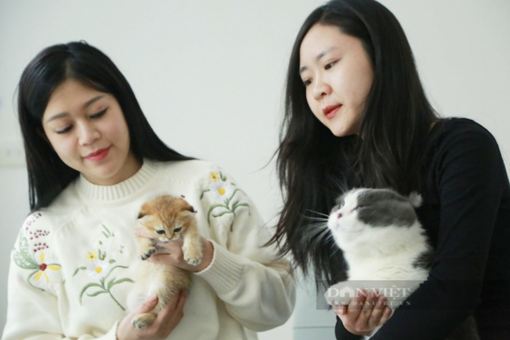 Nghề độc lạ: Chăm sóc và ngủ cùng mèo xuyên Tết kiếm bạc triệu mỗi ngày - 2 Nghề độc lạ: Chăm sóc và ngủ cùng mèo xuyên Tết kiếm bạc triệu mỗi ngày - 2