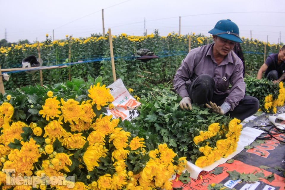 Làng hoa Tây Tựu tất bật chuẩn bị cho Tết - 4 Làng hoa Tây Tựu tất bật chuẩn bị cho Tết - 4