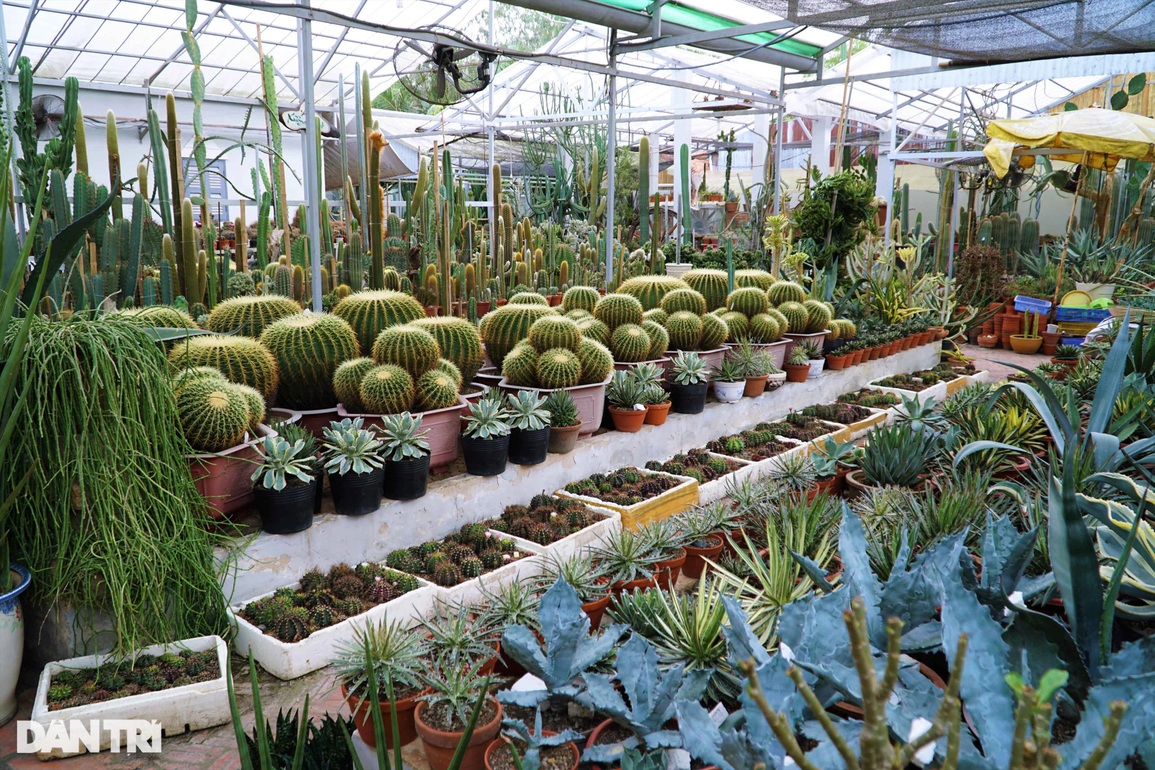 Thâm nhập khu vườn hơn 2.500 loài xương rồng của lão nông miền Tây - 1 Thâm nhập khu vườn hơn 2.500 loài xương rồng của lão nông miền Tây - 1