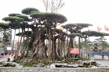 Ngắm những “siêu cây” đắt như... siêu xe