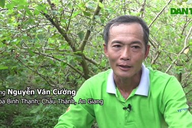 Bỏ rau màu, lão nông An Giang trồng dâu tằm xen cà na thu lãi gấp chục lần